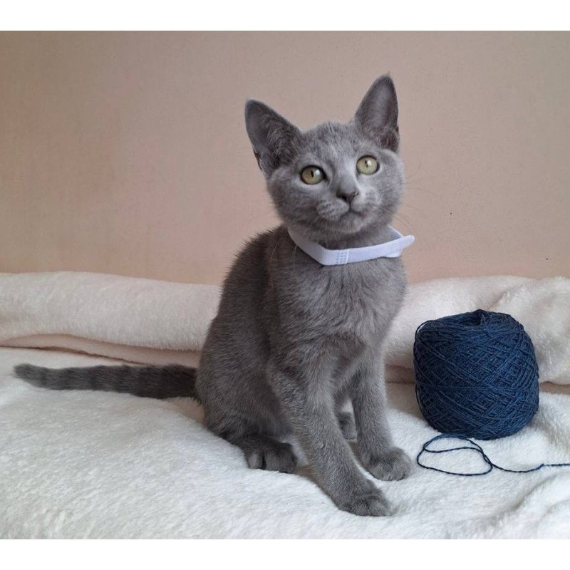 Russian Blue DH Eve