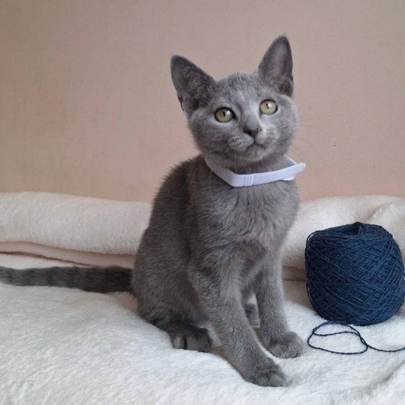 Russian Blue DH Eve