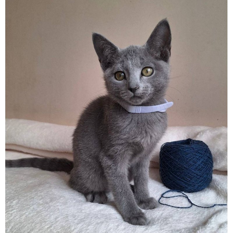 Russian Blue DH Eve