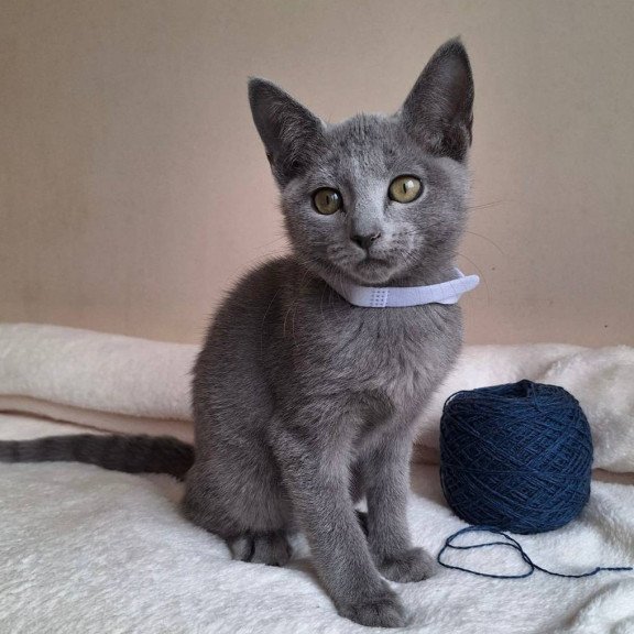 Russian Blue DH Eve