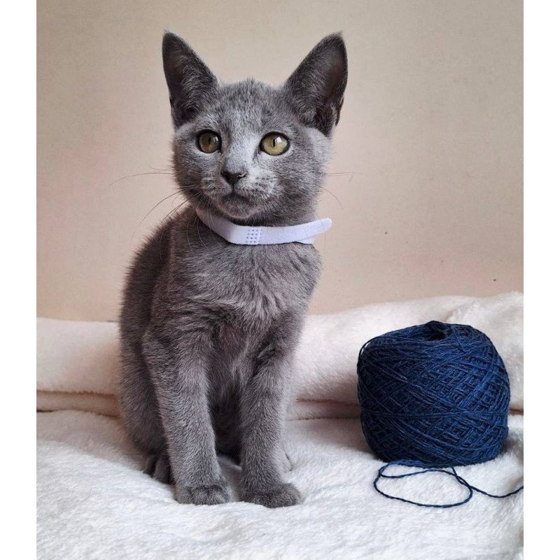 Russian Blue DH Eve