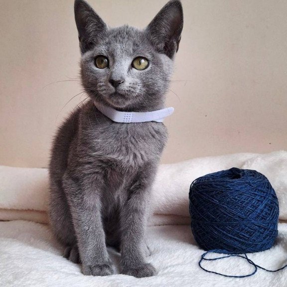 Russian Blue DH Eve