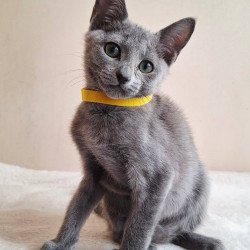 Russian Blue DH Ella