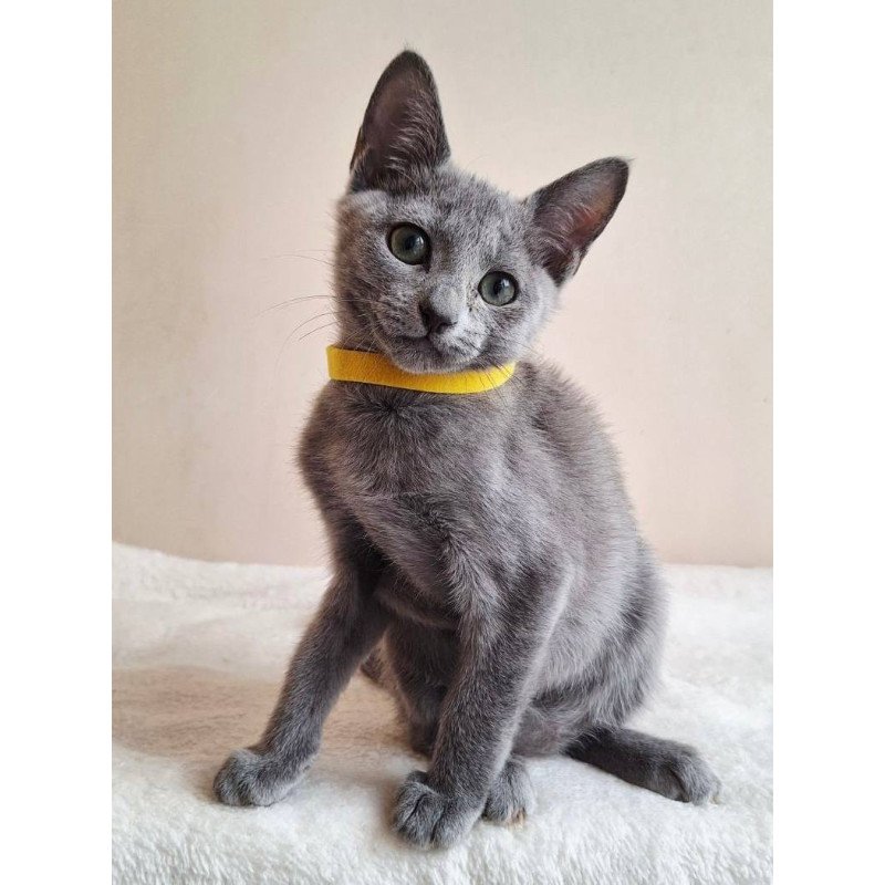 Russian Blue DH Ella