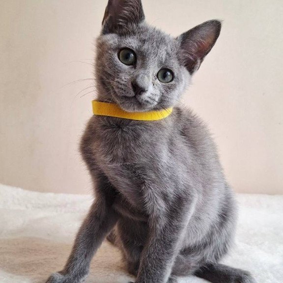 Russian Blue DH Ella