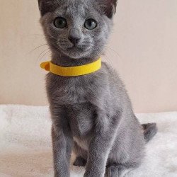 Russian Blue DH Ella