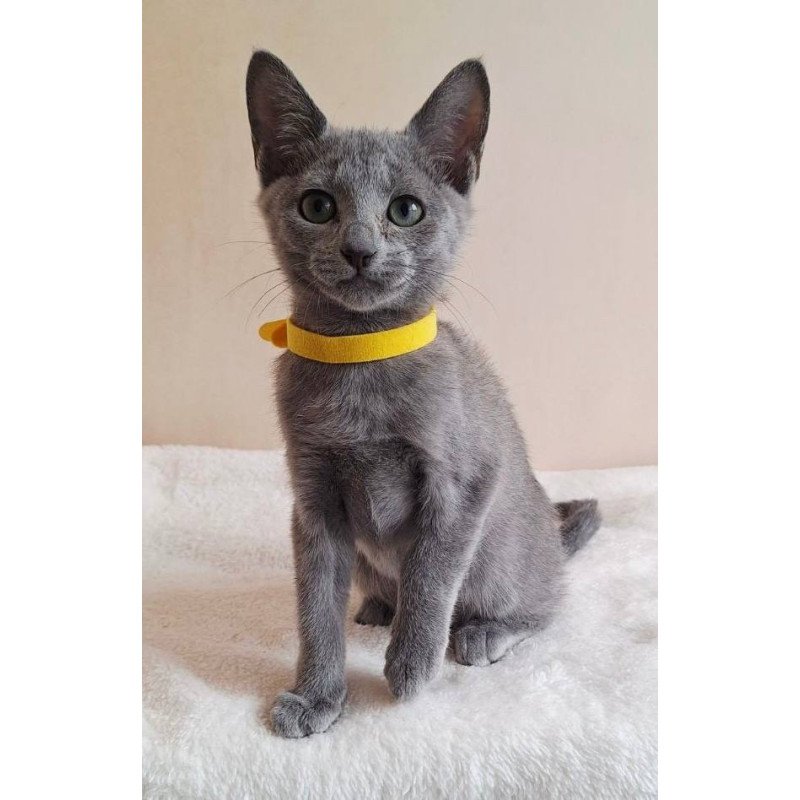 Russian Blue DH Ella