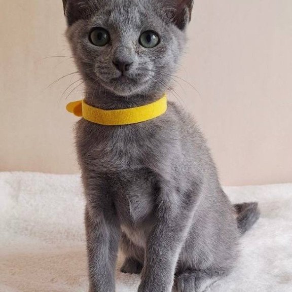 Russian Blue DH Ella