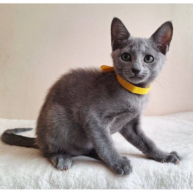 Russian Blue DH Ella
