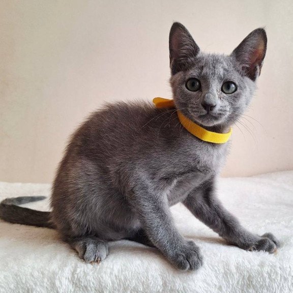 Russian Blue DH Ella