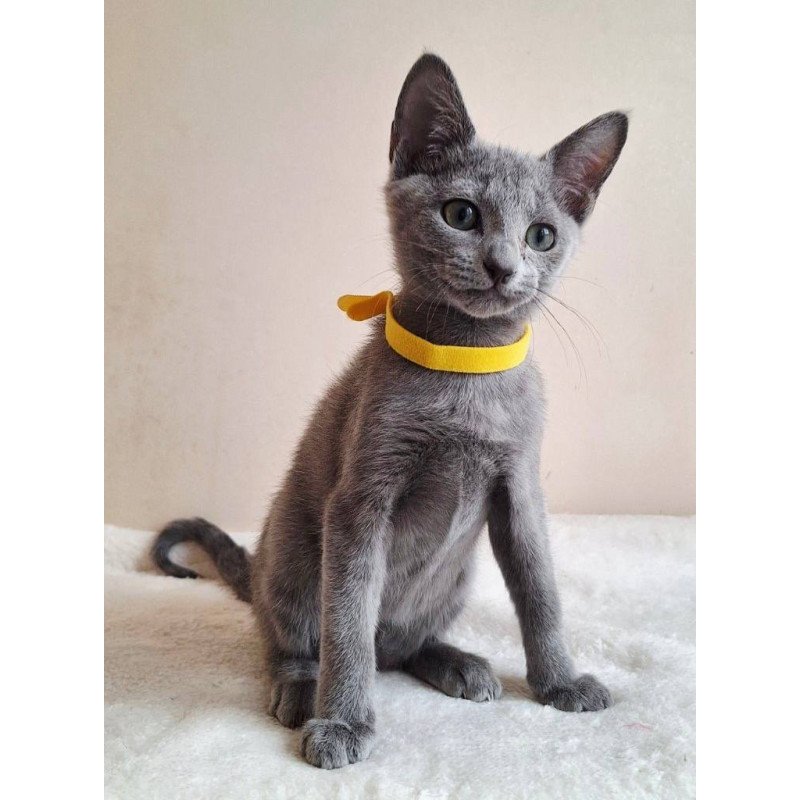 Russian Blue DH Ella