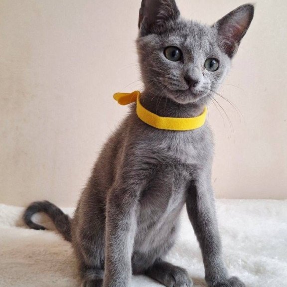 Russian Blue DH Ella