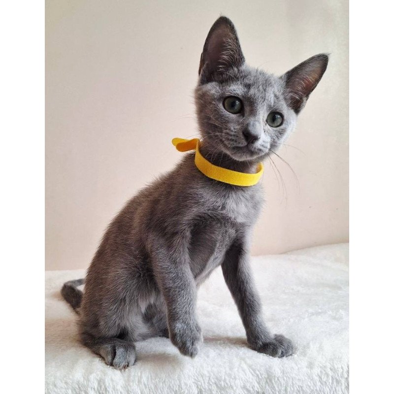 Russian Blue DH Ella
