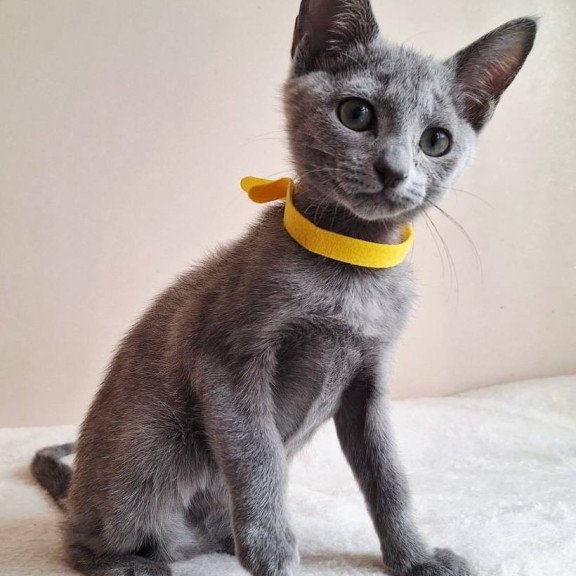 Russian Blue DH Ella