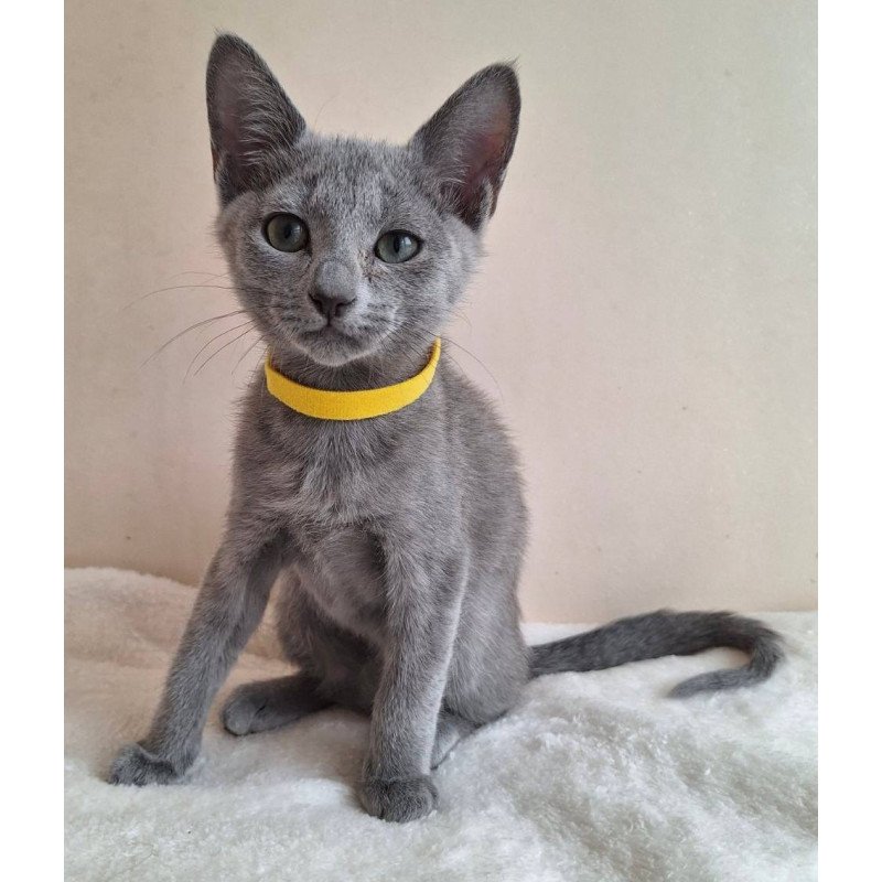 Russian Blue DH Ella