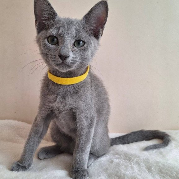 Russian Blue DH Ella