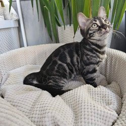 Bengal Vega