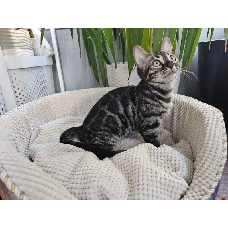 Bengal Vega