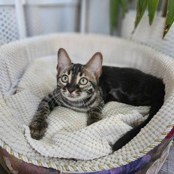 Bengal Vega