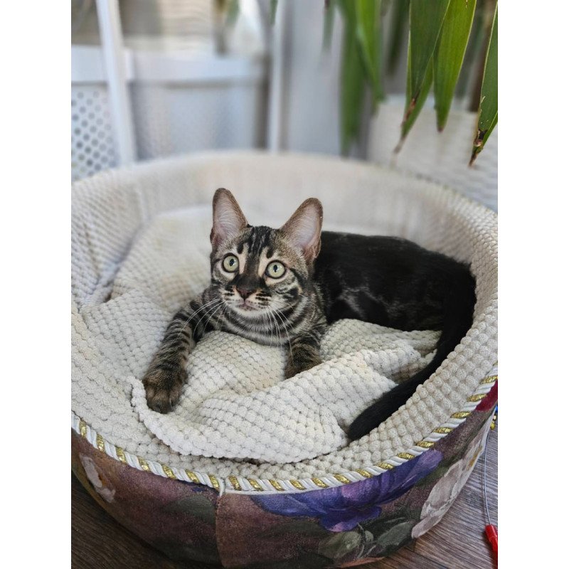 Bengal Vega