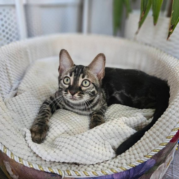 Bengal Vega
