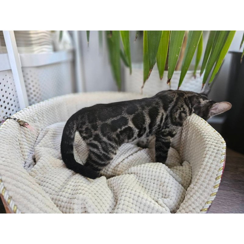 Bengal Vega