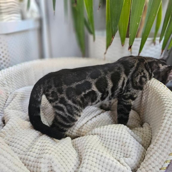 Bengal Vega