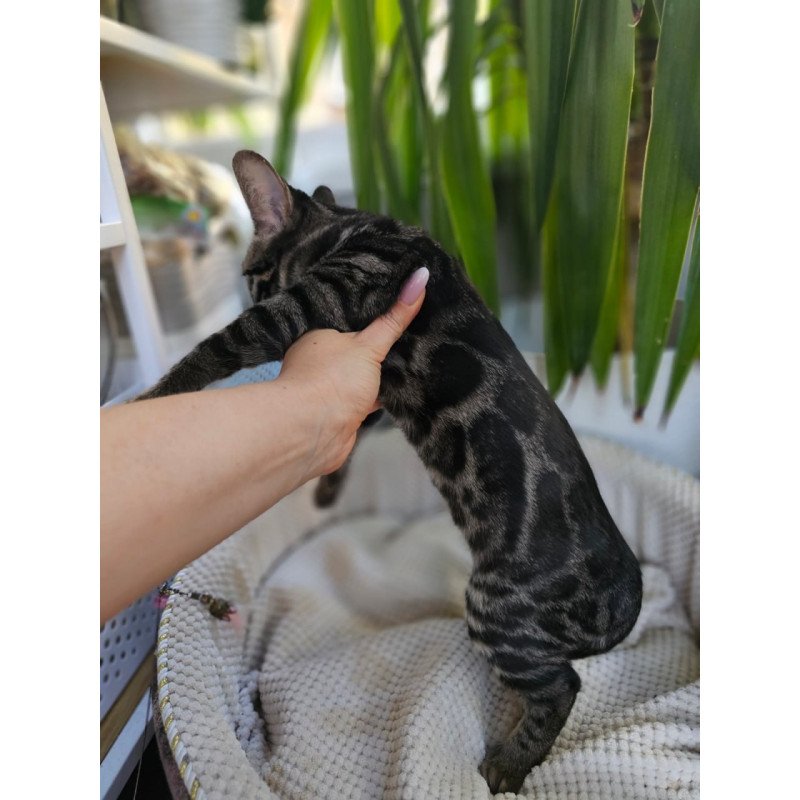 Bengal Vega