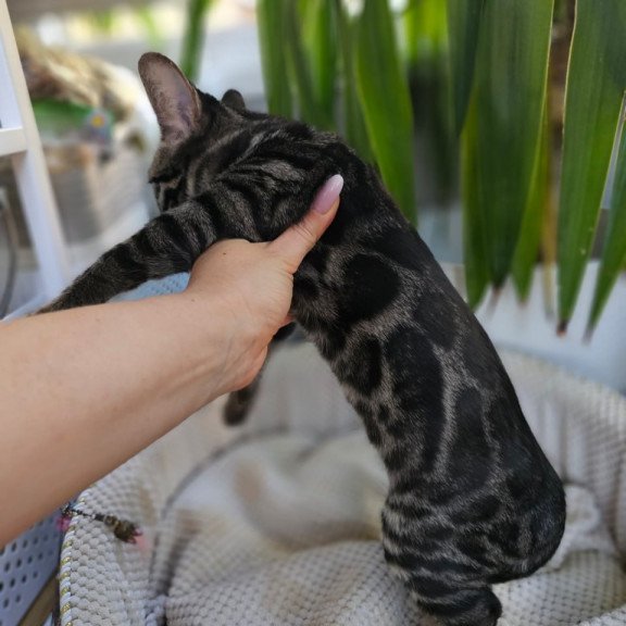 Bengal Vega