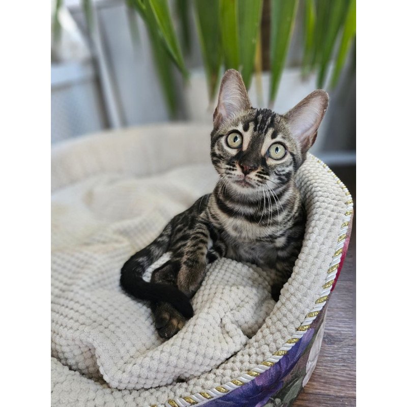 Bengal Vega