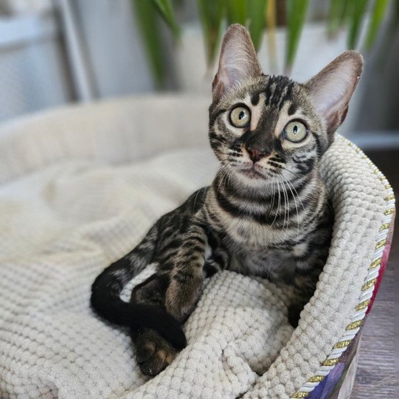Bengal Vega
