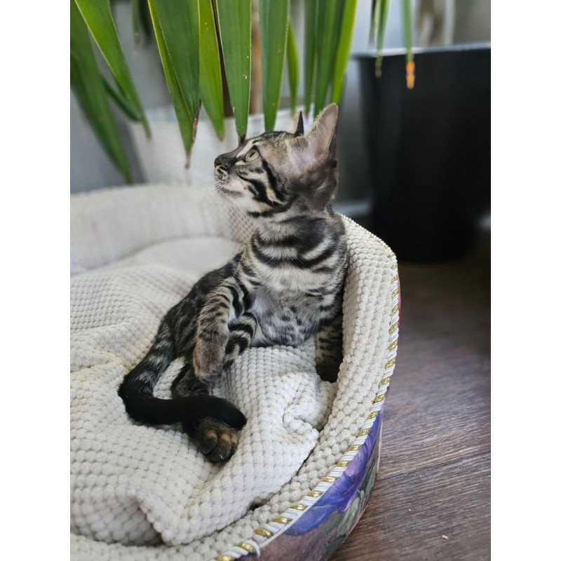 Bengal Vega