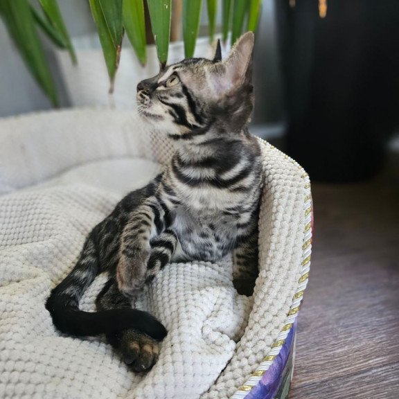 Bengal Vega
