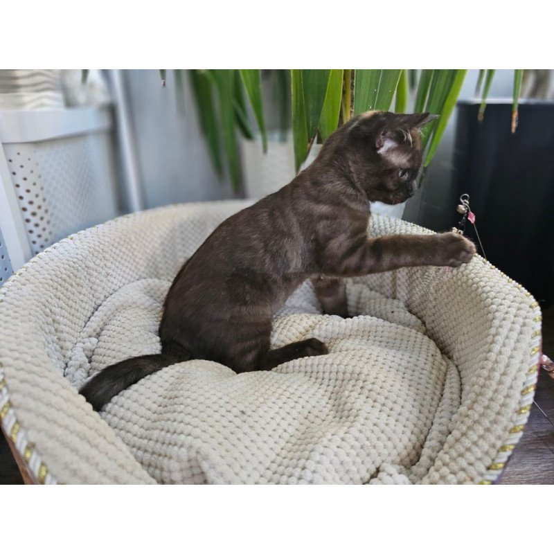 Bengal Versace