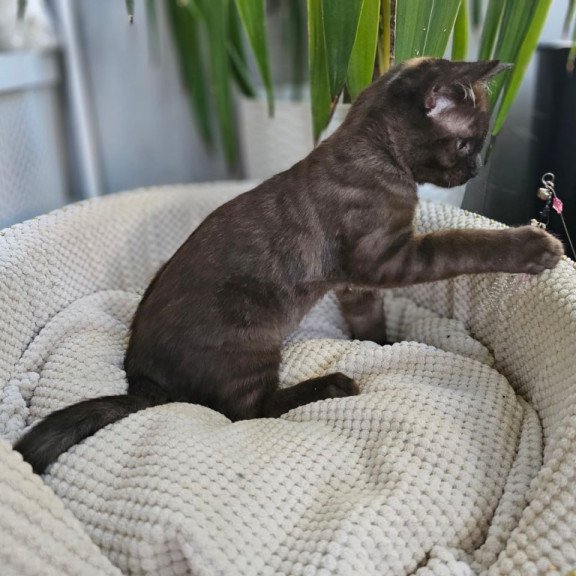 Bengal Versace