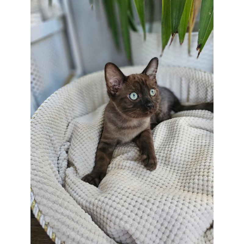Bengal Versace