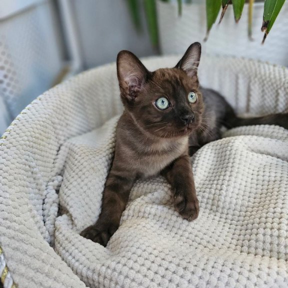 Bengal Versace