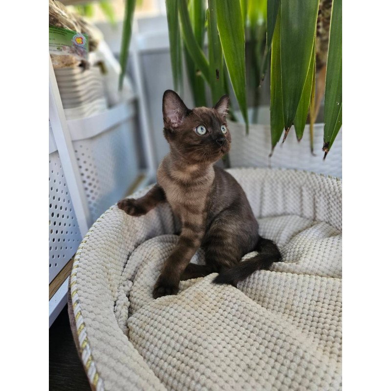 Bengal Versace
