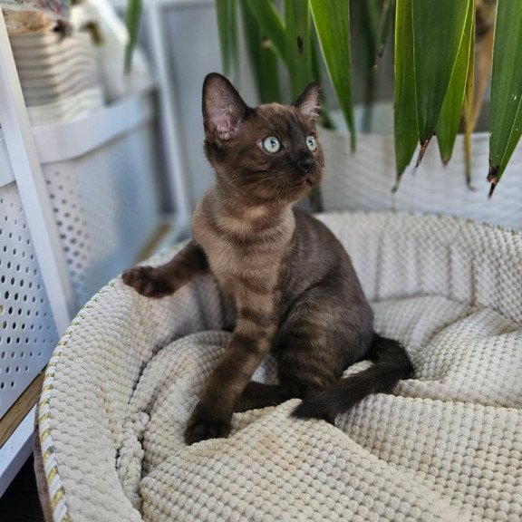 Bengal Versace