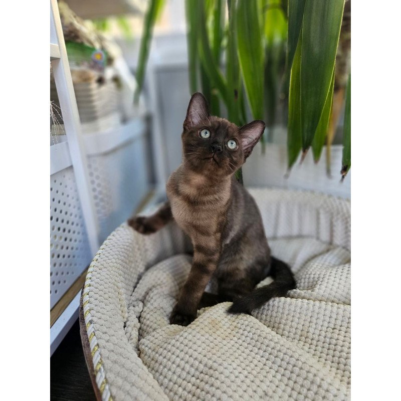 Bengal Versace