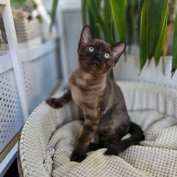 Bengal Versace
