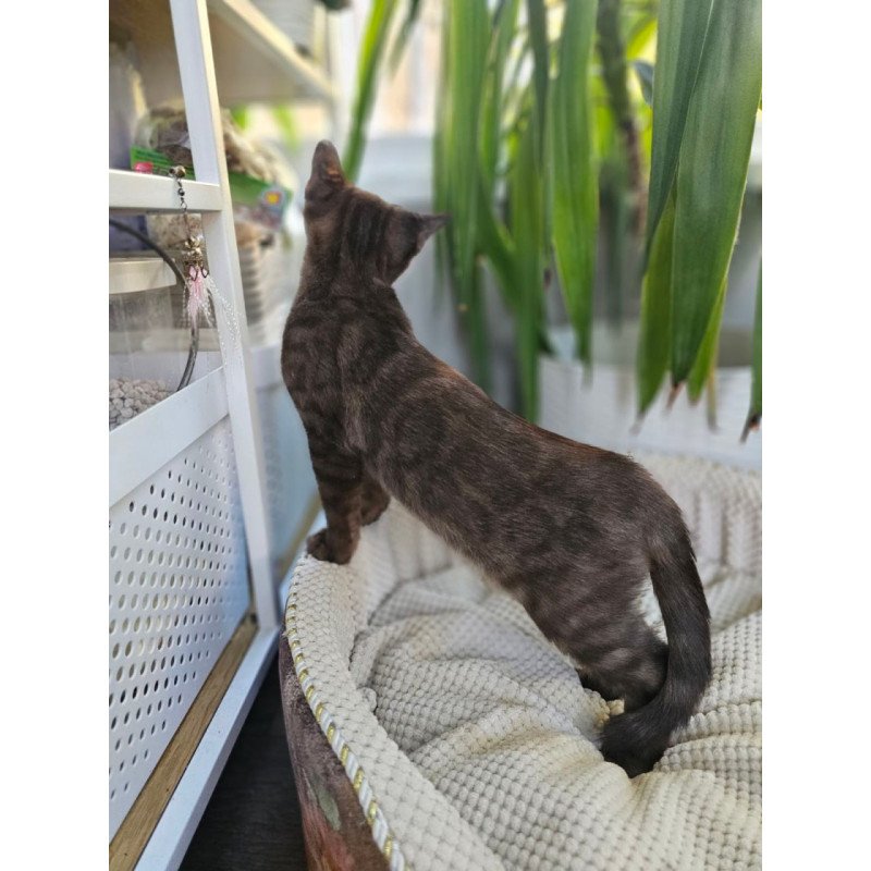 Bengal Versace