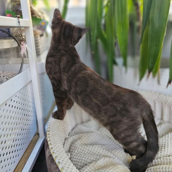 Bengal Versace
