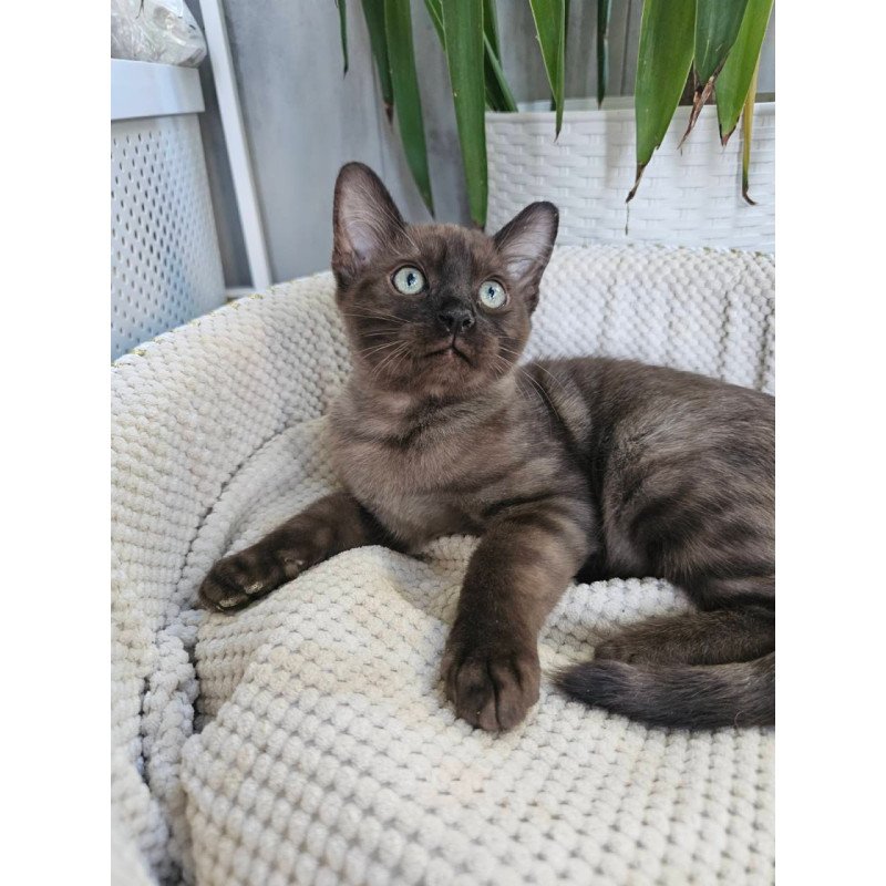 Bengal Versace