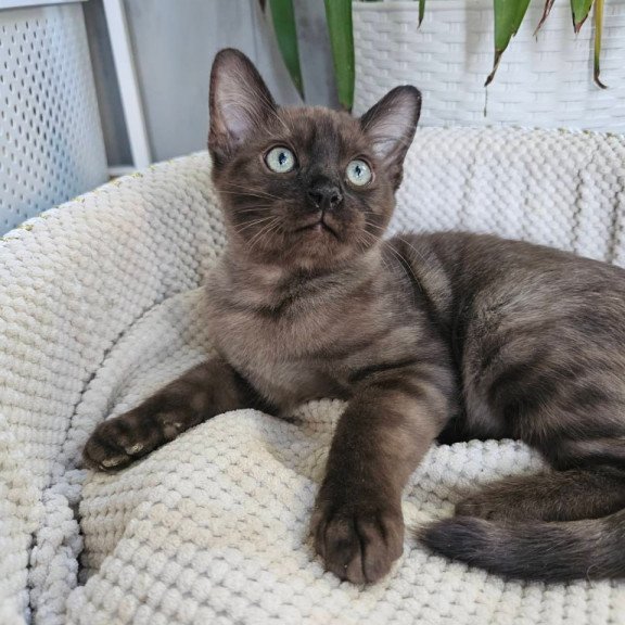 Bengal Versace