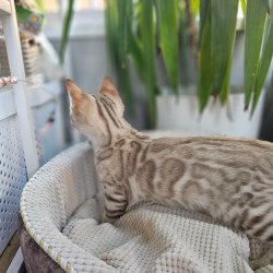 Bengal Vanilla Ice