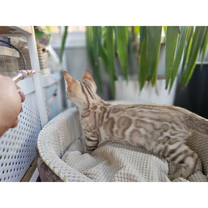 Bengal Vanilla Ice