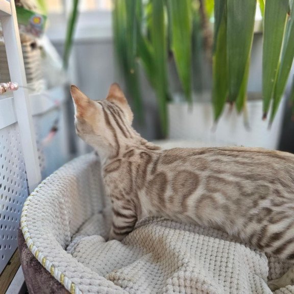 Bengal Vanilla Ice