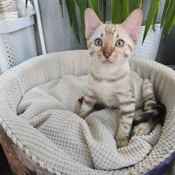Bengal Vanilla Ice
