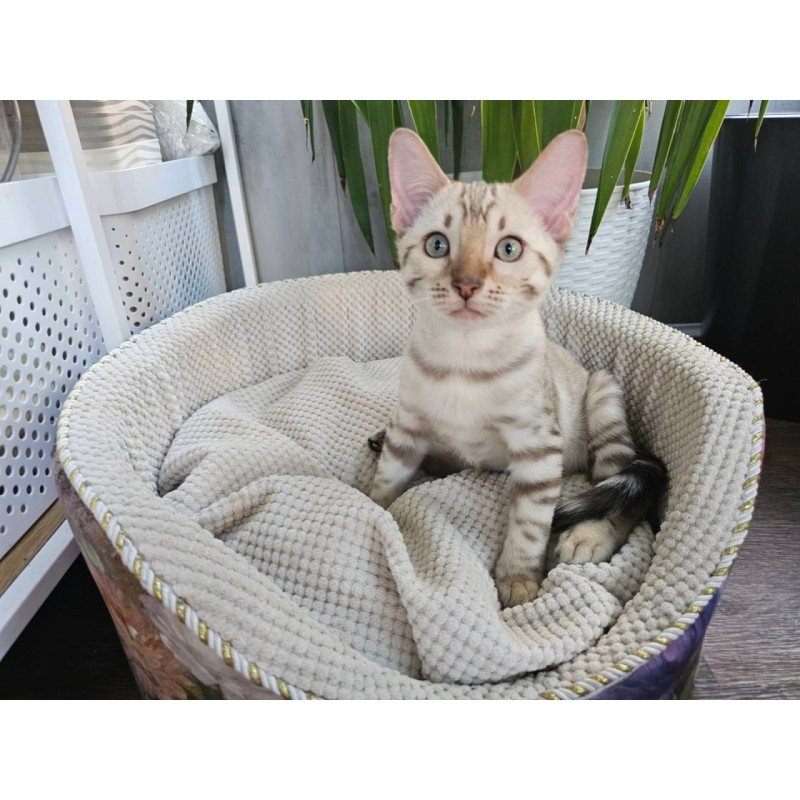 Bengal Vanilla Ice